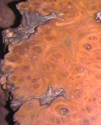 Burr Elm Sample